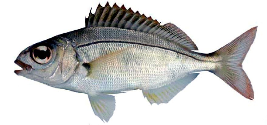 Pagellus acarne_08.jpg